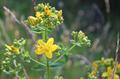 St John's wort